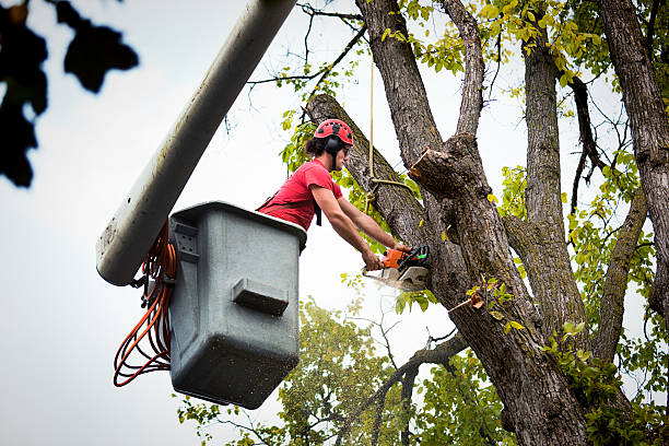 Reliable Stanwood, WA  Tree Services Solutions